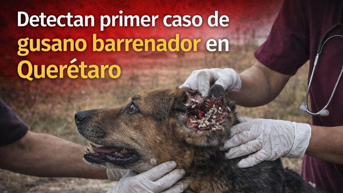 Detectan primer caso de gusano barrenador en Querétaro
