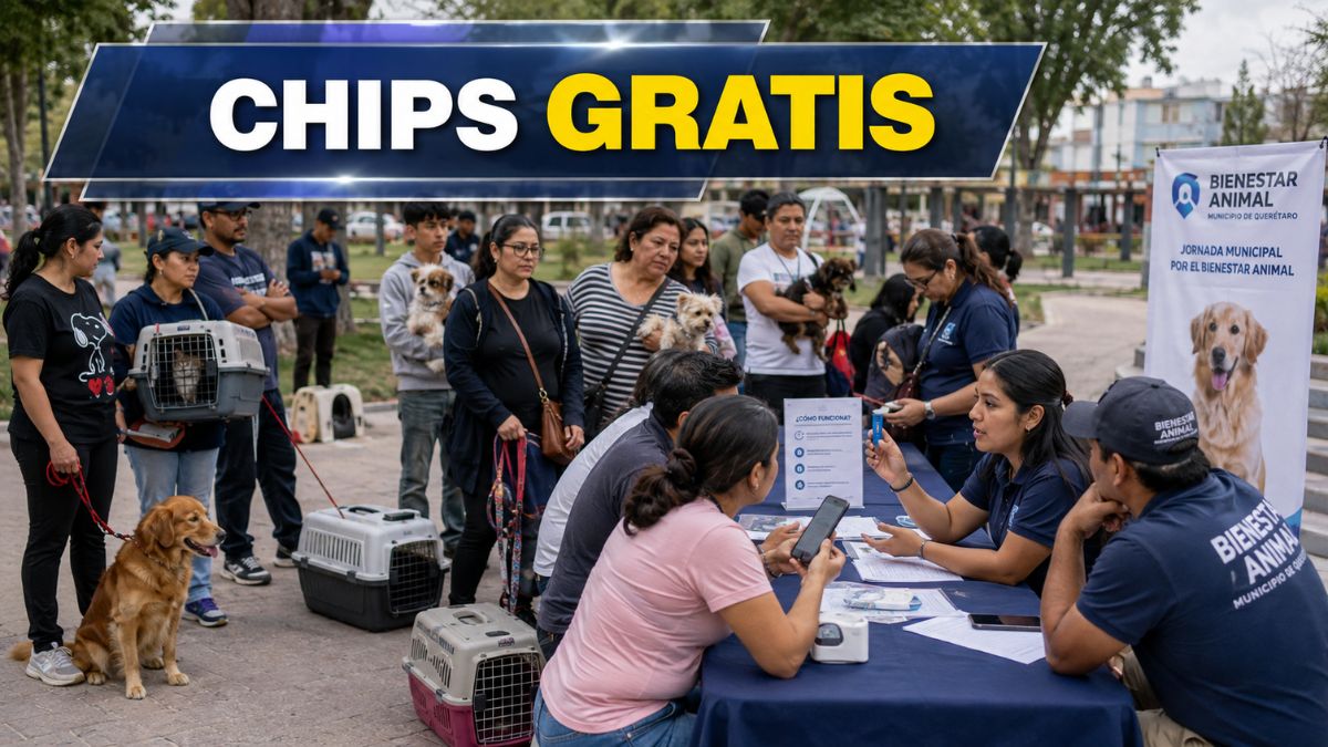 Municipio dará chips gratis para evitar mascotas perdidas